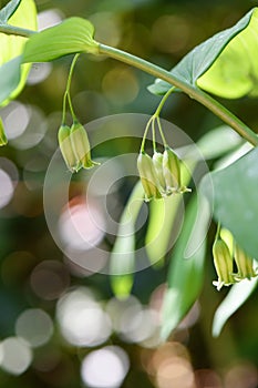 Hairy Solomons seal, Polygonatum pubescens bell-shaped flowers in pale yellowish green photo